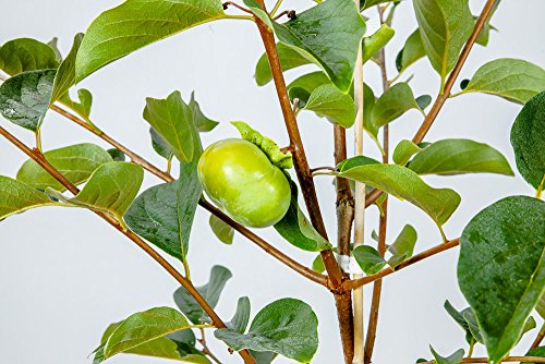 Perfect Plants Fuyu Asian Persimmon Tree, Live Plant (3-4 ft.)
