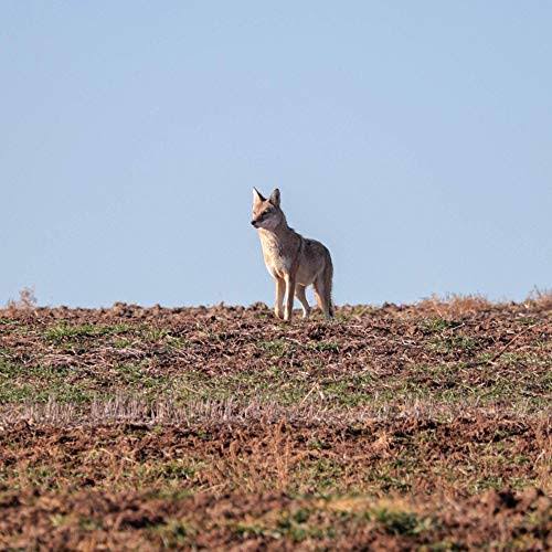 Lucky Duck Riot E Caller