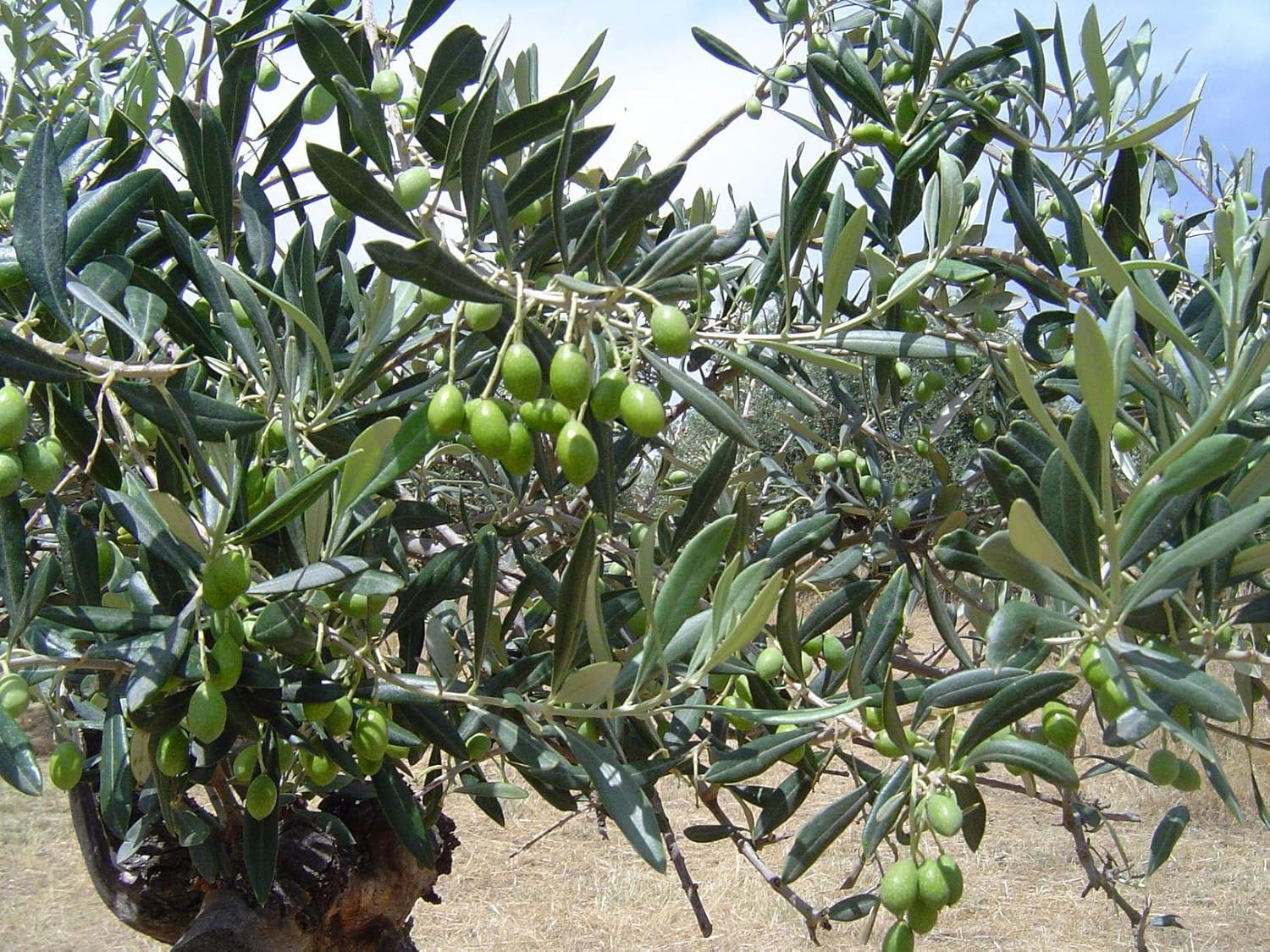 Genesio Extra Virgin Olive Oil, Premium First Cold Pressed, 1 Liter Glass Bottle