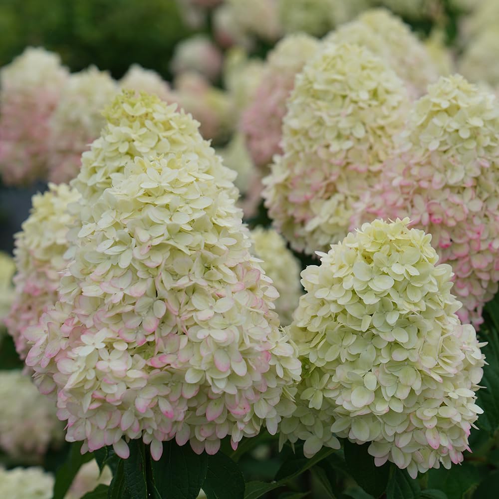 Blooming & Beautiful - Limelight Prime Panicle Hydrangea - 3 Gal - Proven Winners - Green White Cone-Shaped Blooms - Zones 3-8 - Hydrangea paniculata 'SMNHPPH' USPP - 3 Gallon Pot