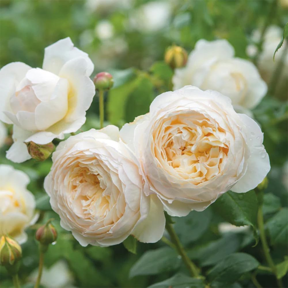 Heirloom Roses David Austin Rose Plant - Claire Austin White Rose Bush, Live Rose Plant for Planting Outdoors