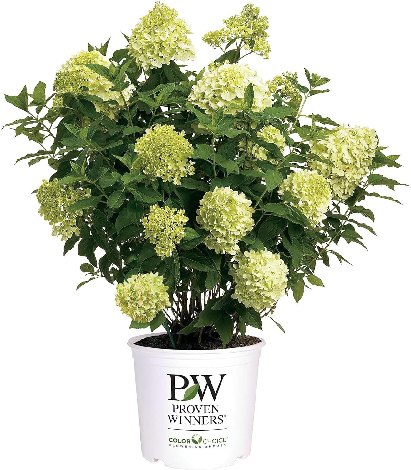 Blooming & Beautiful - Limelight Prime Panicle Hydrangea - 3 Gal - Proven Winners - Green White Cone-Shaped Blooms - Zones 3-8 - Hydrangea paniculata 'SMNHPPH' USPP - 3 Gallon Pot