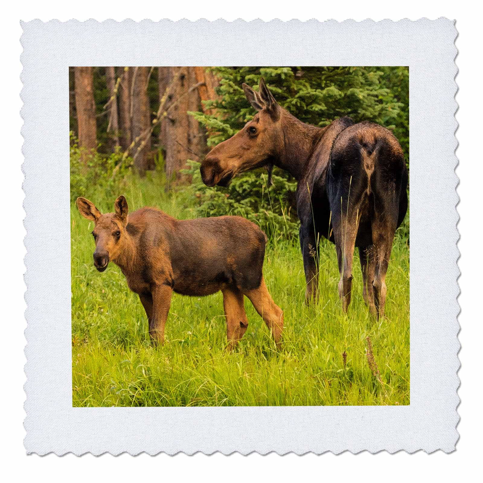 3dRose USA, Colorado, Rocky Mountain National Park. Cow moose and calf. - Quilt Square, 10 by 10-inch