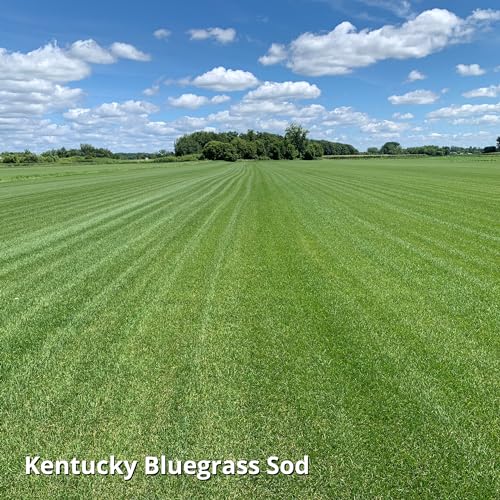 Jonathan Green (11980) Blue Panther Kentucky Bluegrass Grass Seed - Cool Season Lawn Seed (25 lb)