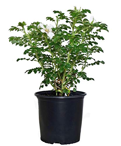 Rosa 'New Dawn' (Climbing Rose) Rose, double blush pink flowers, #3 - Size Container