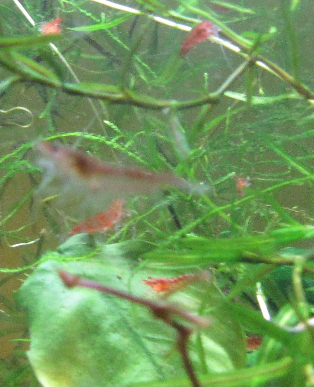 INSTANT SHRIMP COLONY: 12 RED CHERRY SHRIMP Sakura Grade Neocaridina Freshwater Aquarium Shrimp, Live Arrival Guarantee Ships with Feed & Guppy Grass