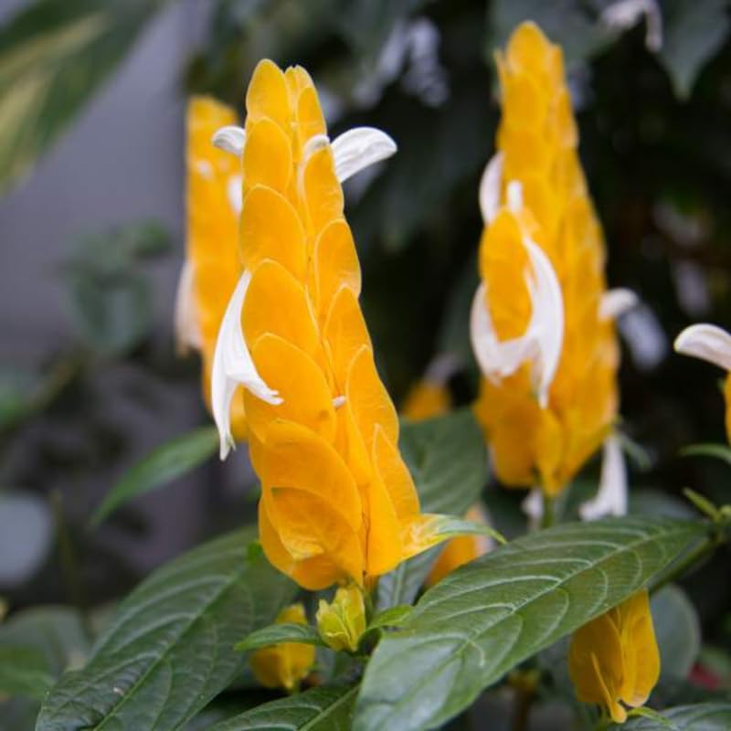 2 Live Golden Shrimp Plants, 3 to 6 Inc Long, Shrimp Plants Live, Shrimp Plant Pot, Shrimp Flower Plants Live Plant, 2 Plants No Pot