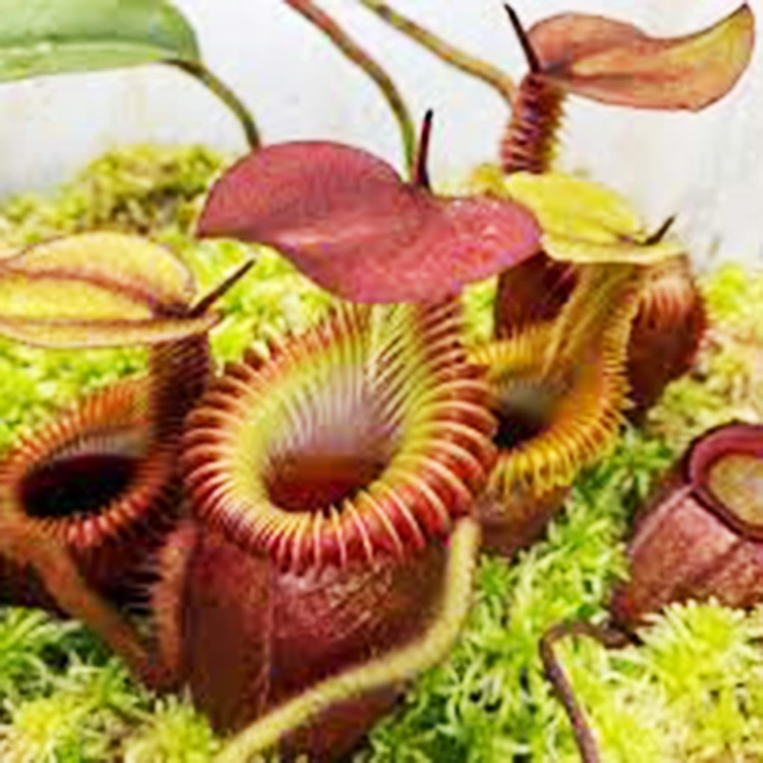 QAUZUY GARDEN 100 Rare Nepenthes Pitcher Plant Seeds, Giant Tropical Pitcher Plant, Monkey Cups Plant Seeds - Very Fresh Carnivorous Plant Seeds - Rare Amazing Houseplant