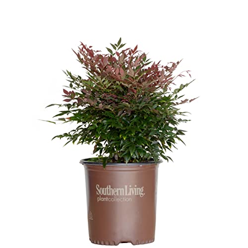 Obsession Nandina (1.5 Gallon) Multicolor Evergreen Shrub with Brilliant Red New Foliage - Part Sun Live Outdoor Plant