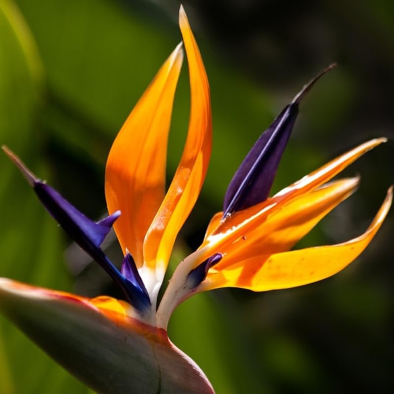 Yellow Bird of Paradise Live Plant to Grow, 4 to 8 Inches Tall, Strelitzia Reginae Bird of Paradise, Tropical Outdoor Plant
