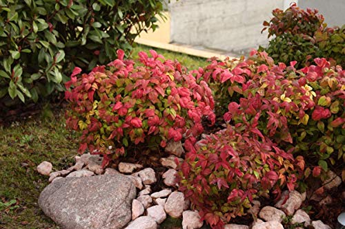 Nandina Dwarf Firepower domestica, Starter Plant, Lot of 2