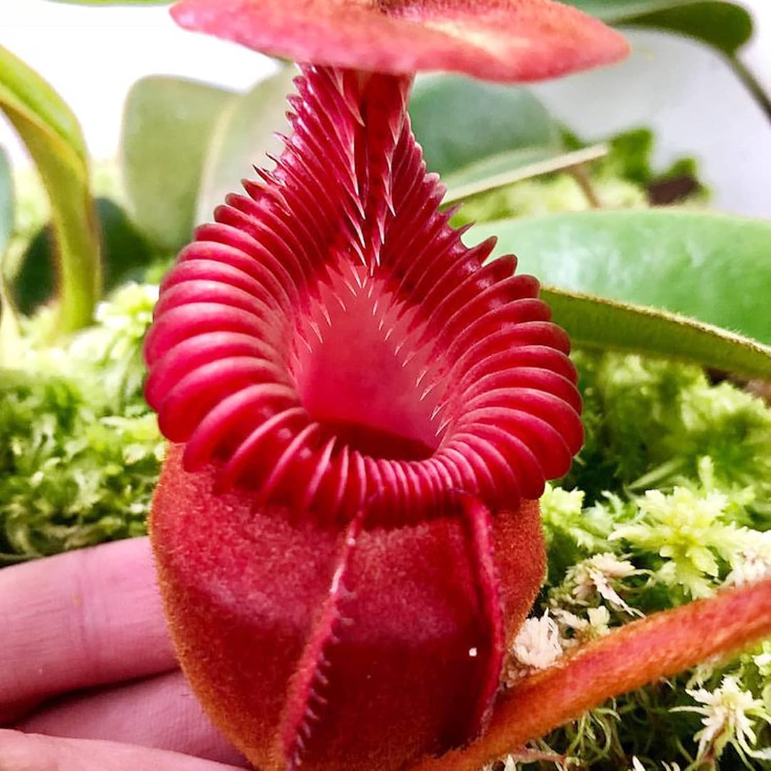 QAUZUY GARDEN 100 Rare Nepenthes Pitcher Plant Seeds, Giant Tropical Pitcher Plant, Monkey Cups Plant Seeds - Very Fresh Carnivorous Plant Seeds - Rare Amazing Houseplant