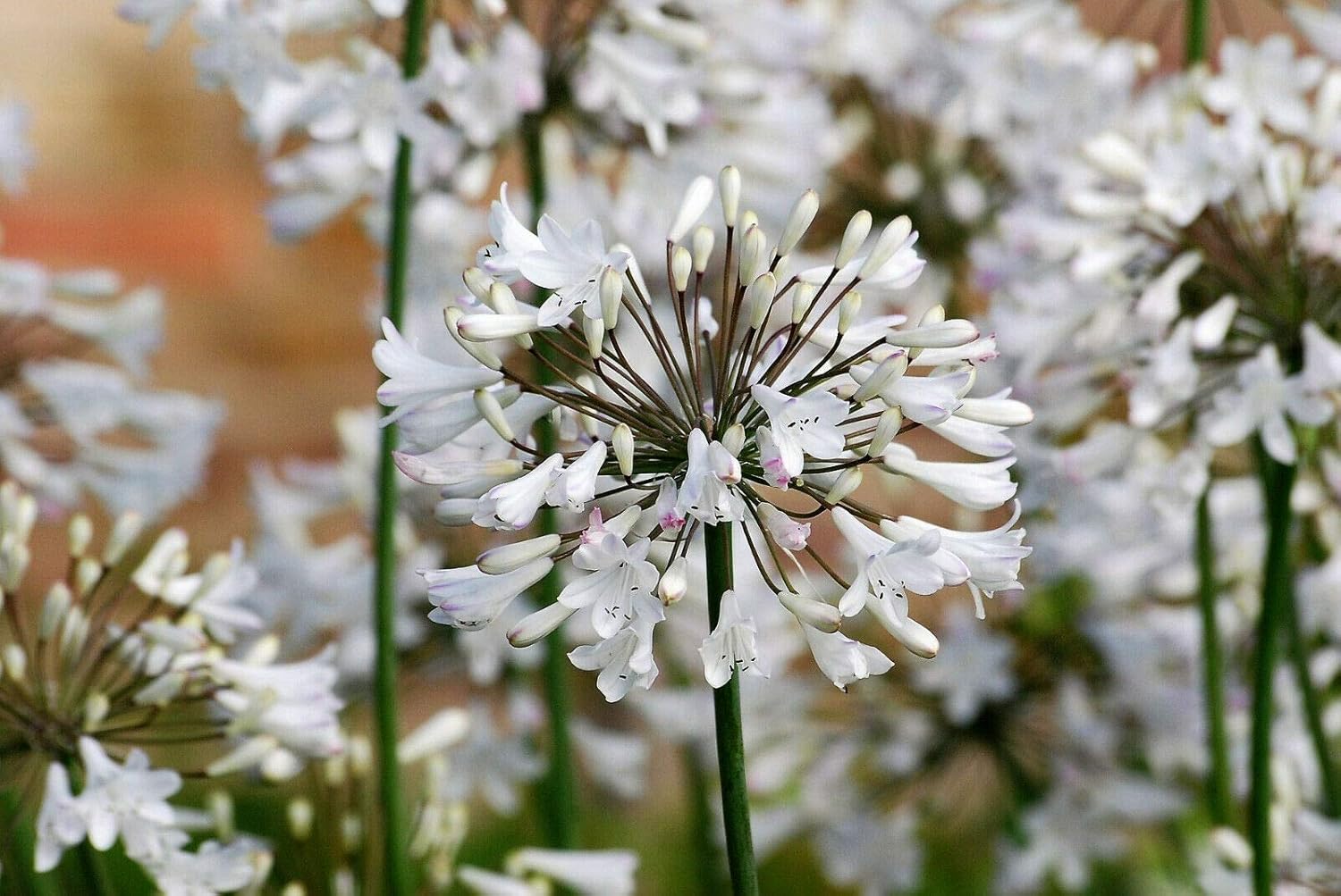 25 Seeds Agapanthus Orientalis White Lily of The Nile African Lily Flower #SDF02