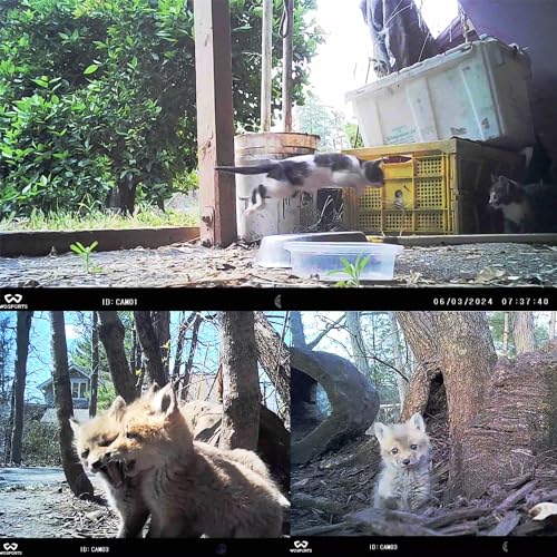 WOSPORTS Mini Trail Camera 2 Pack 24MP 1080P HD, Game Hunting Camera with 32GB SD Cards, Waterproof Night Vision Tiny Scouting Camera for Outdoor Wildlife Monitoring