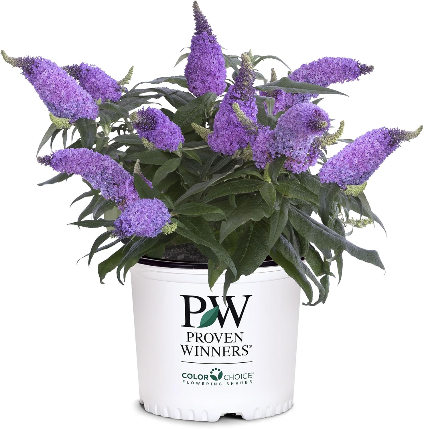 Pugster Amethyst 2 Gal. Buddleia, Purple Blooms