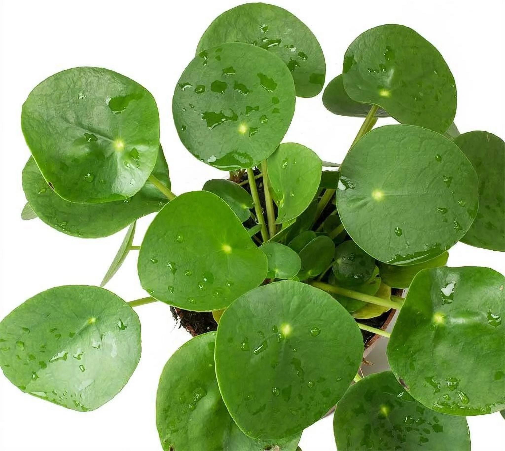 Chinese Money Plant - 1 Live Starter Plant - Pilea Peperomioides - Rare and Elegant Indoor Houseplant