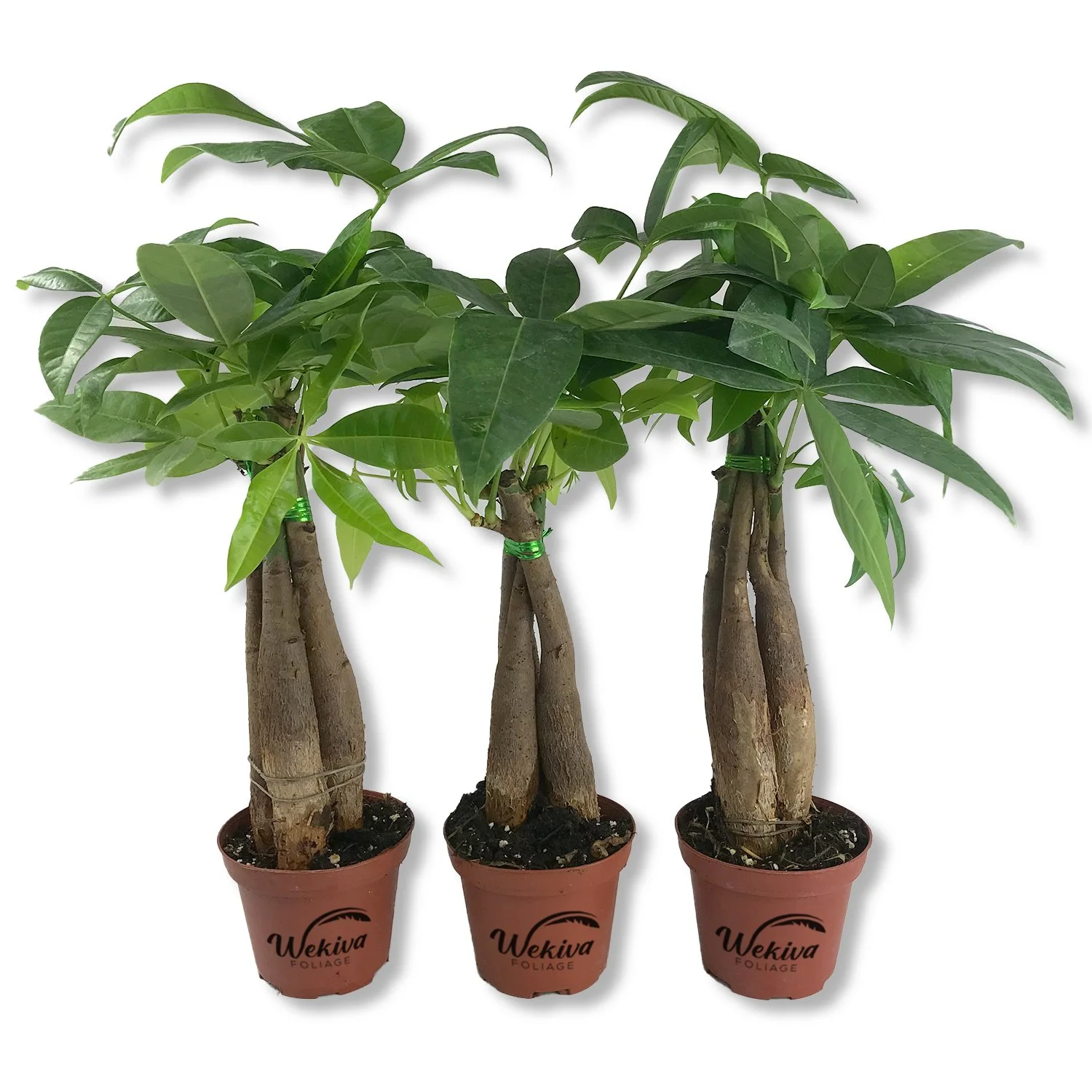 Money Tree Braid - 3 Live Plants in 3 Inch Growers Pot - Pachira Aquatica - Low Maintenance Indoor Houseplant - Your Feng Shui Path to Prosperity