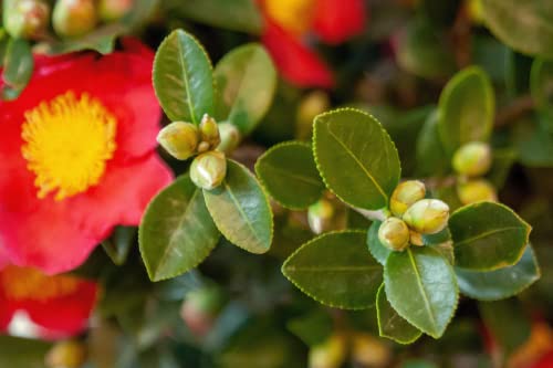 Blooming & Beautiful - Cleopatra Camellia - 3 Gal - Evergreen Shrub - Rose-Pink Semi-double Flower - Fall Blooming - Zones 7-9 - Camellia Sasanqua 'Cleopatra' - 3 Gallon Pot
