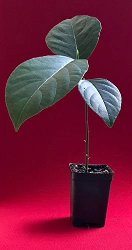 Jackfruit Artocarpus Heterophyllus Jack Fruit Seedling Plant Tree 8-13