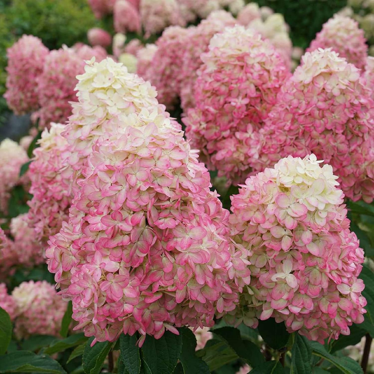 LIMELIGHT PRIME® Panicle Hydrangea - Hydrangea paniculata - 4