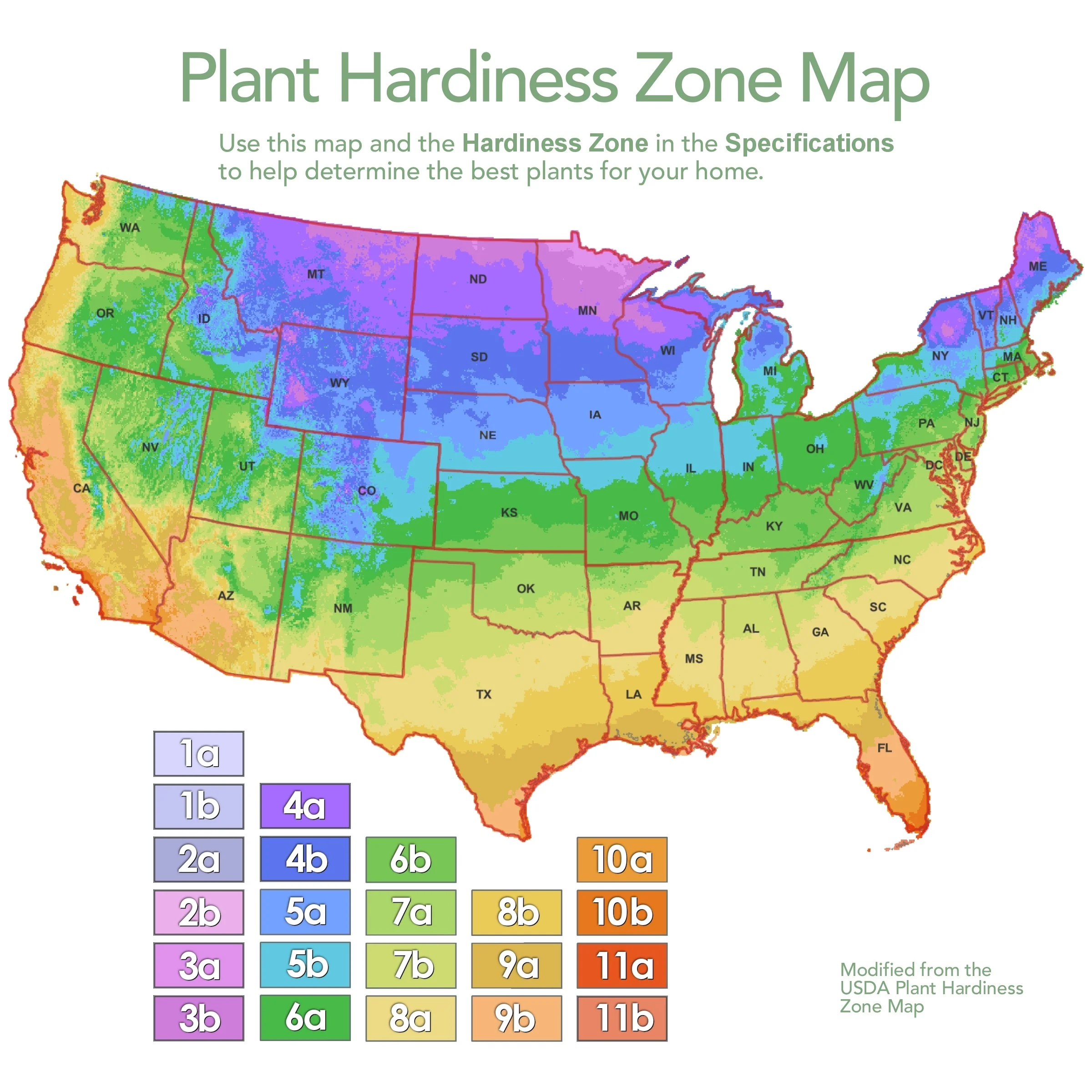 2 gal. Japanese Maple Emperor Tree