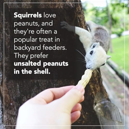 Wildlife Feed Raw Peanuts (10 LBS) - Our in-Shell Peanuts are The Ideal Critter Food to Attract Squirrels, Birds, Deer and Other Diverse Wildlife.
