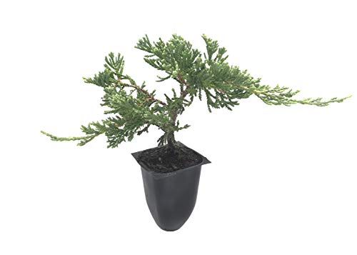 Wiltonii - 30 Live Plants - Drought Tolerant Cold Hardy Evergreen Ground Cover