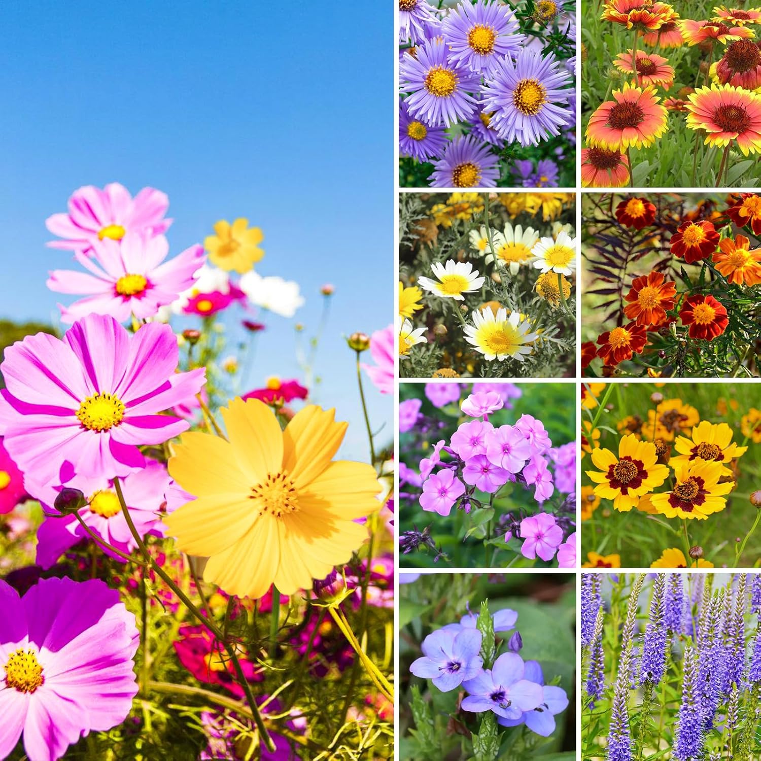 Wildflower Seeds Butterfly and Humming Bird Mix, Large 1.75 Ounce Packet 1,000+ Bulk Flower Seeds for Planting(Non-GMO), 20+ Varieties, Annual Perennial, Easy to Grow, Attracts Pollinators