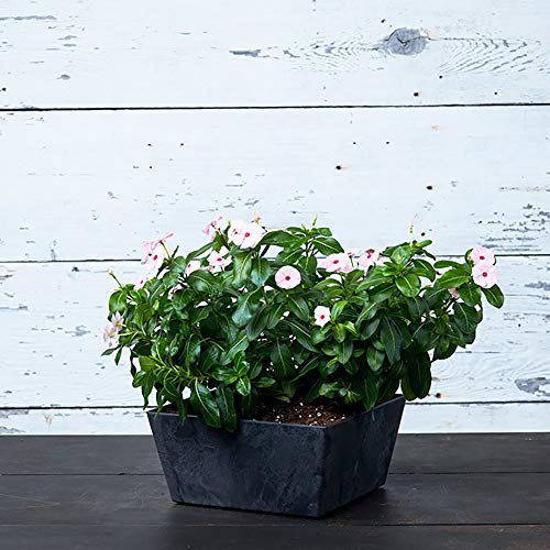 Novelty Ella Low Square Planter, 12-Inch, Black