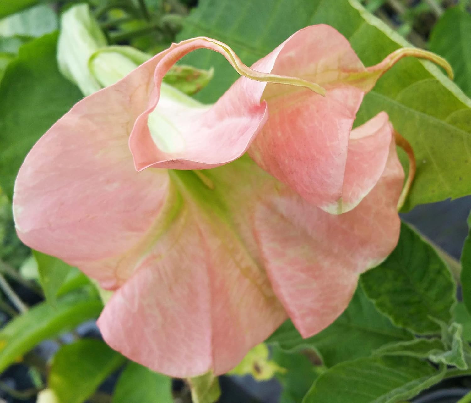 Brugmansia Full ROSEA Magic Angels Trumpet Live Tropical Plant Double Pink Fragrant Flowers Starter Size 4 Inch Pot Emerald R