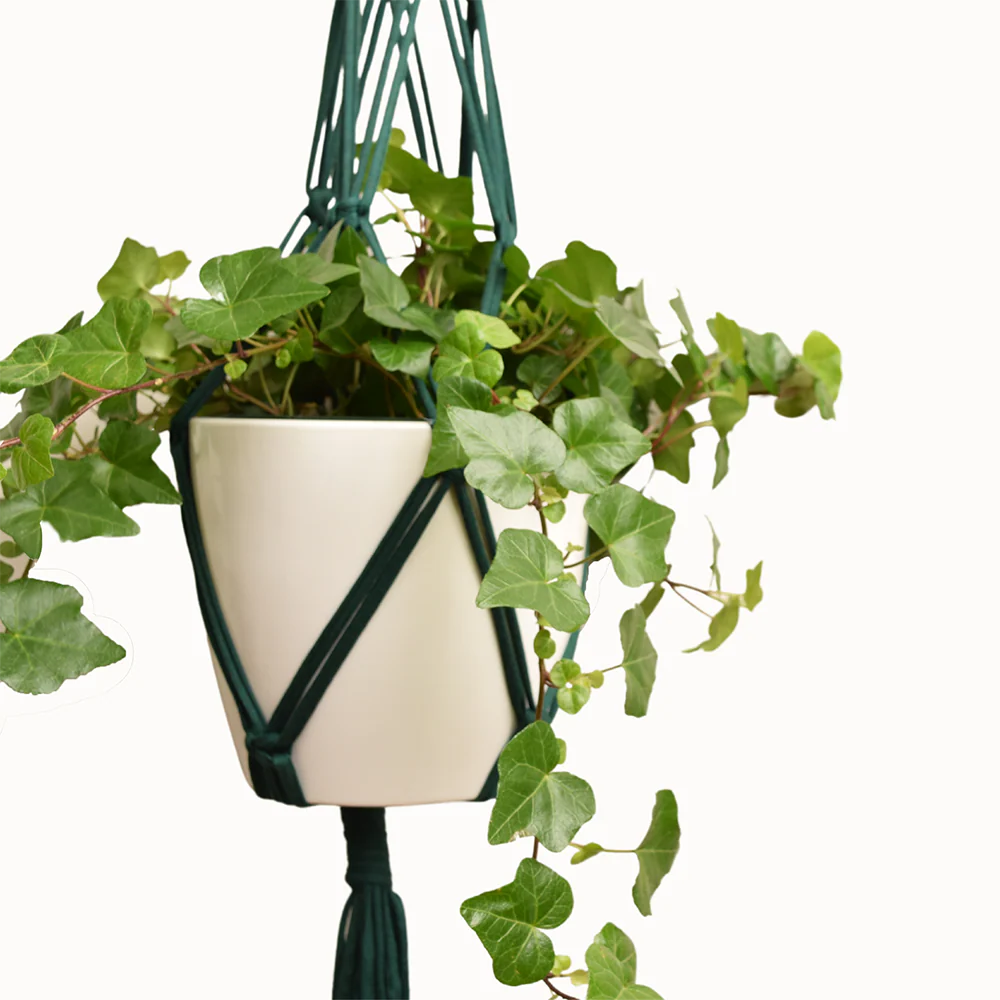DIY Eco Macram�� Plant Hanger Kit