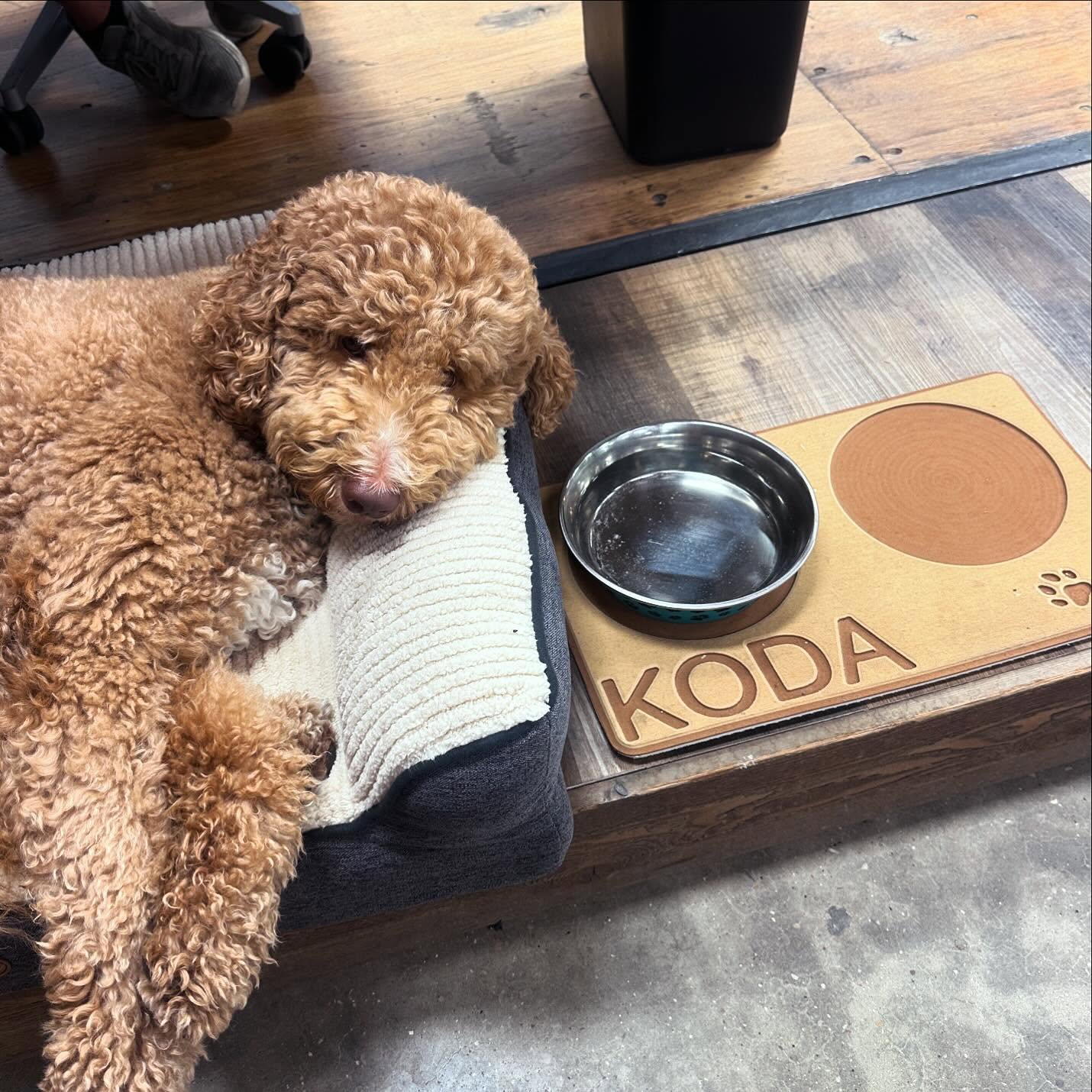 From Messy Meals to Stress-Free Cleanups: EVA Pet Mats Made Easy