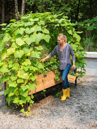 💥Self-Watering Eco-Stained Elevated 2'x8' Planter Box with Arch Trellis💥Flash sale ⚡ Limited Stock