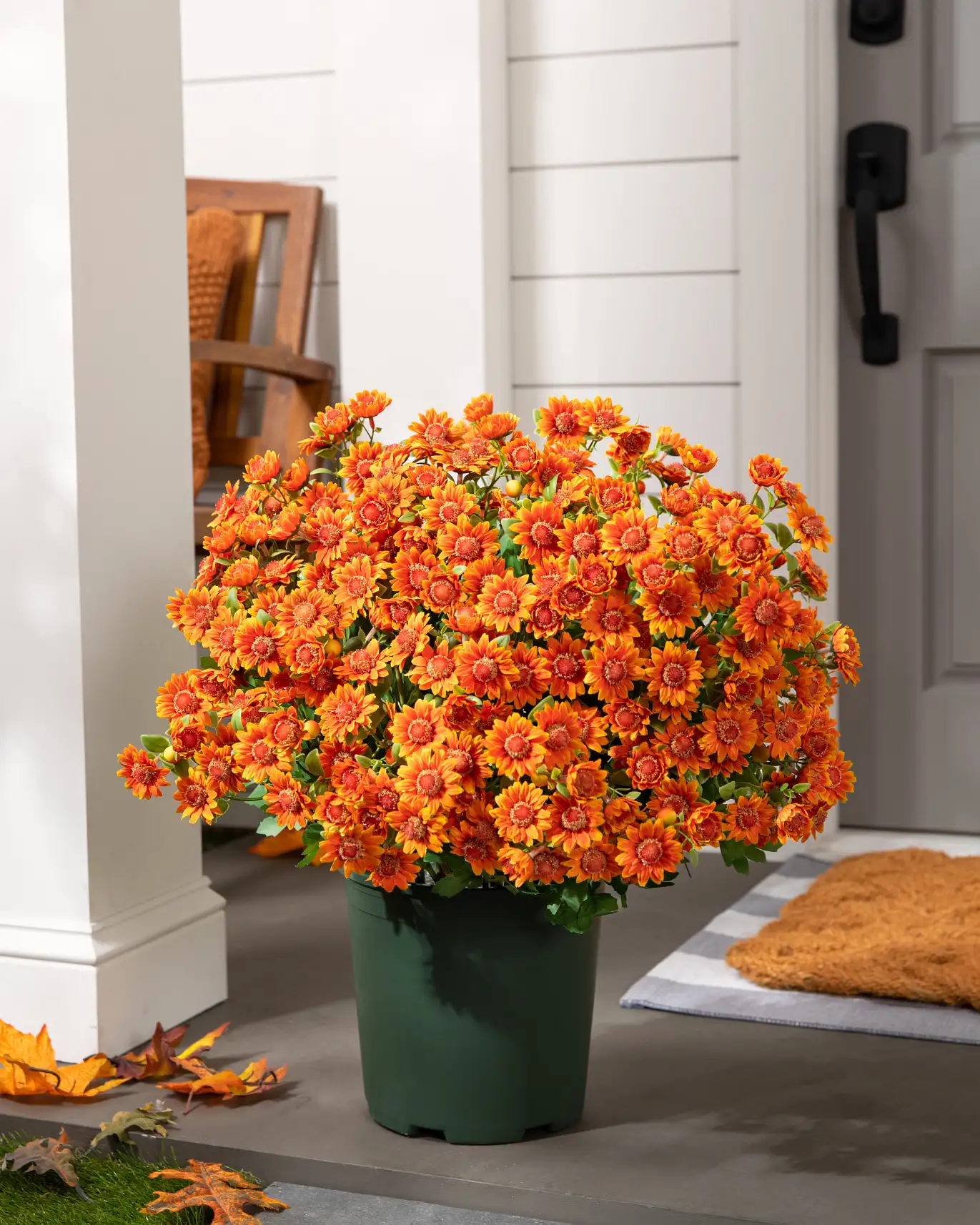 Outdoor Sunset Mums Pot Filler