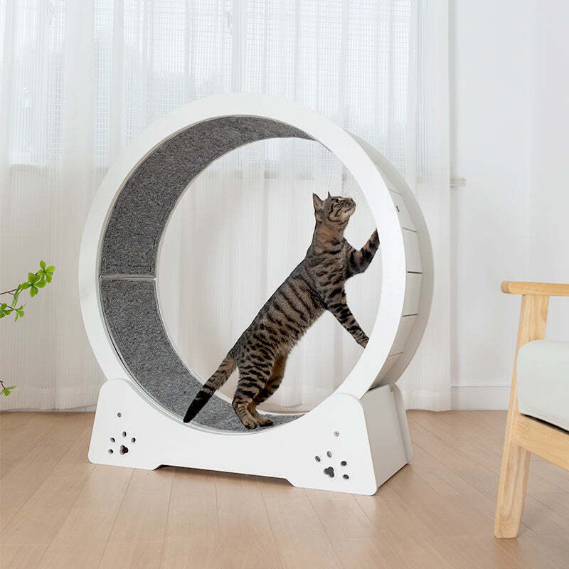 The Best Gift For Your Cats