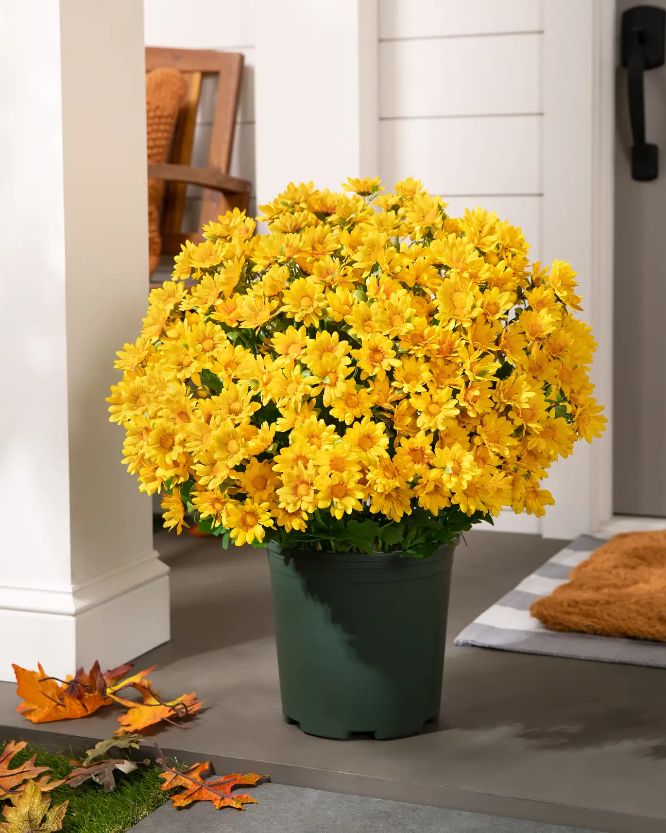 Outdoor Sunset Mums Pot Filler