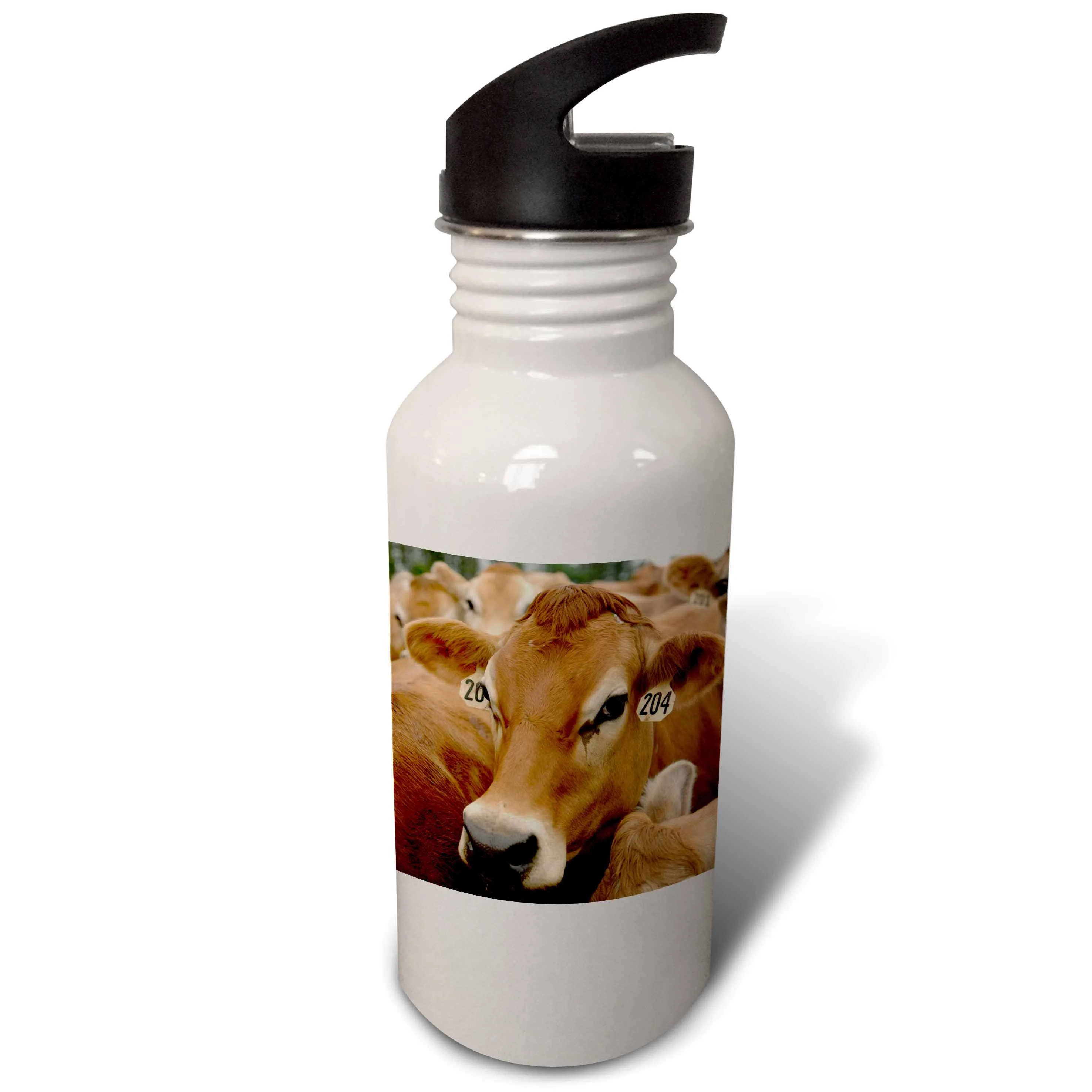 Jersey Dairy Cows, Rib Lake, Wisconsin - US50 KRS0004 - Keith and Rebecca Snell 21 oz Sports Water Bottle wb-97172-1