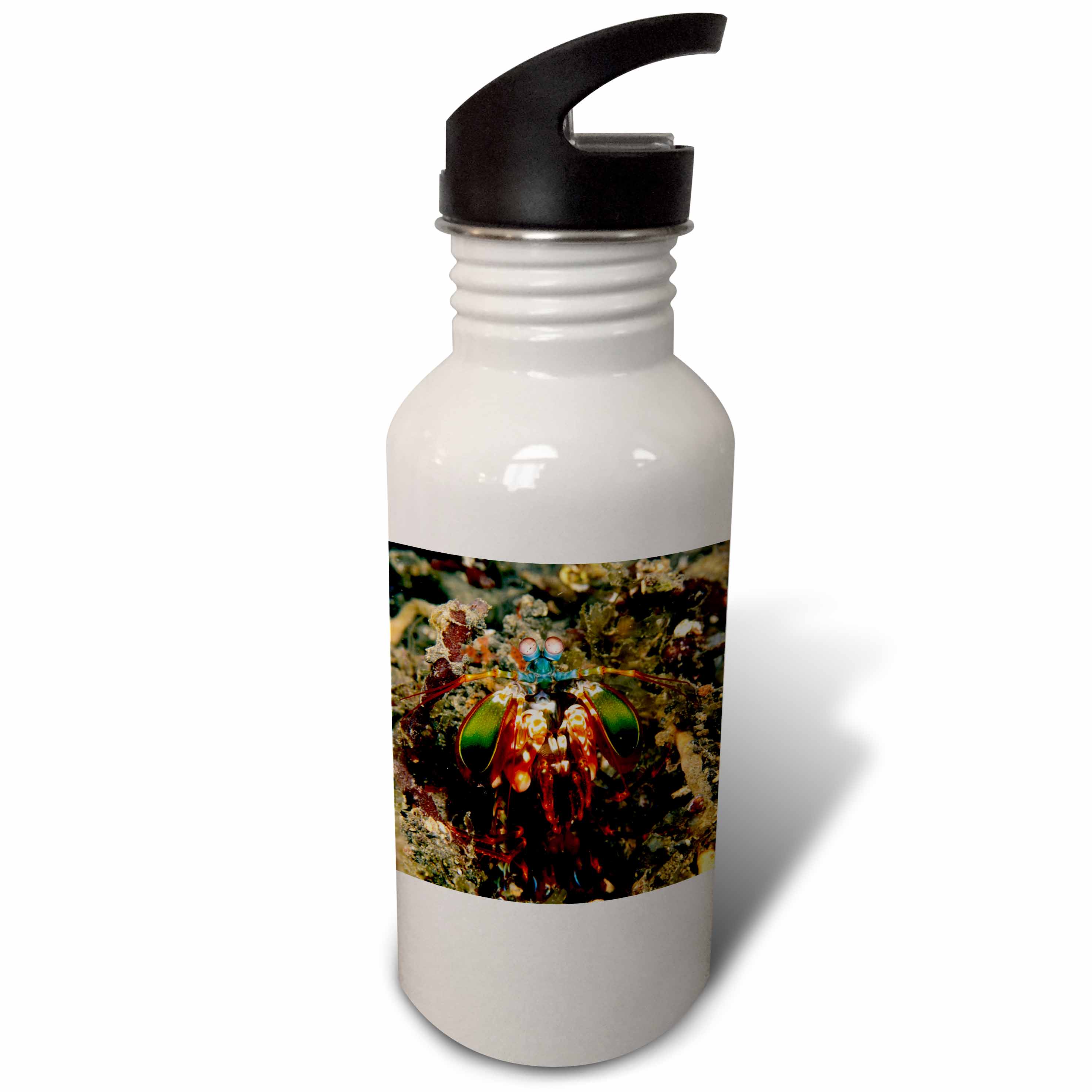 Indonesia. Mantis shrimp, crustacean-AS11 SWE0069 - Stuart Westmorland 21 oz Sports Water Bottle wb-71338-1