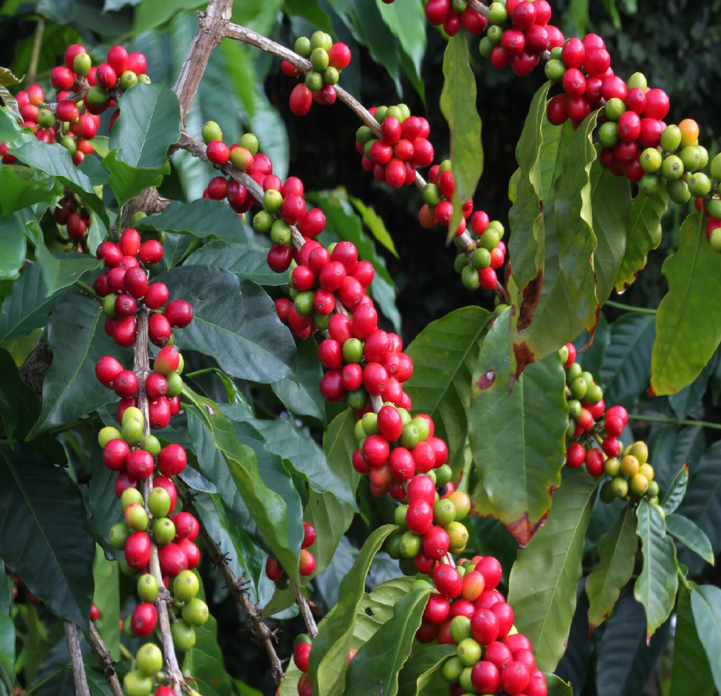 Hawaiian Live Green Kona Coffee Plant 6
