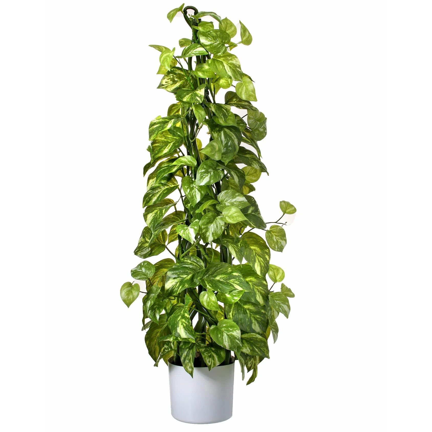 Potted Climbing Pothos 3', Natural Touch