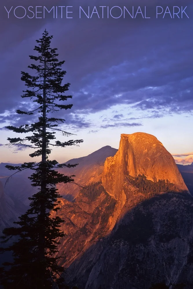 Yosemite National Park, California, Half Dome and Pine Tree (12x18 Wall Art Poster, Room Decor)
