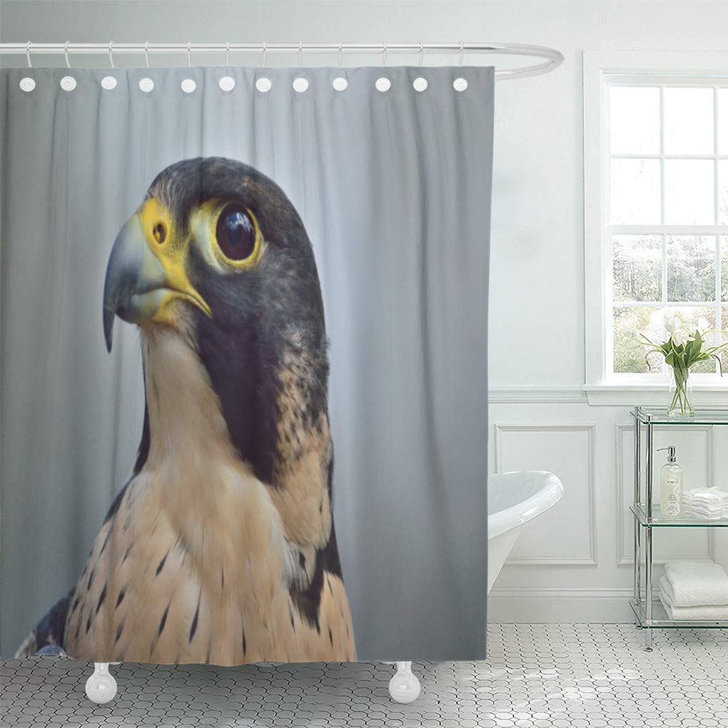 SUTTOM Predator Majestic Peregrine Falcon Bird Portrait Wild Wildlife Shower Curtain 60x72 inch
