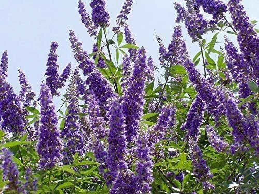 Chaste Tree  30 Live Seedlings  Texas Lilac Shoal Creek Vitex  Agnus Castus  Purple Flowering Lilac Shrub