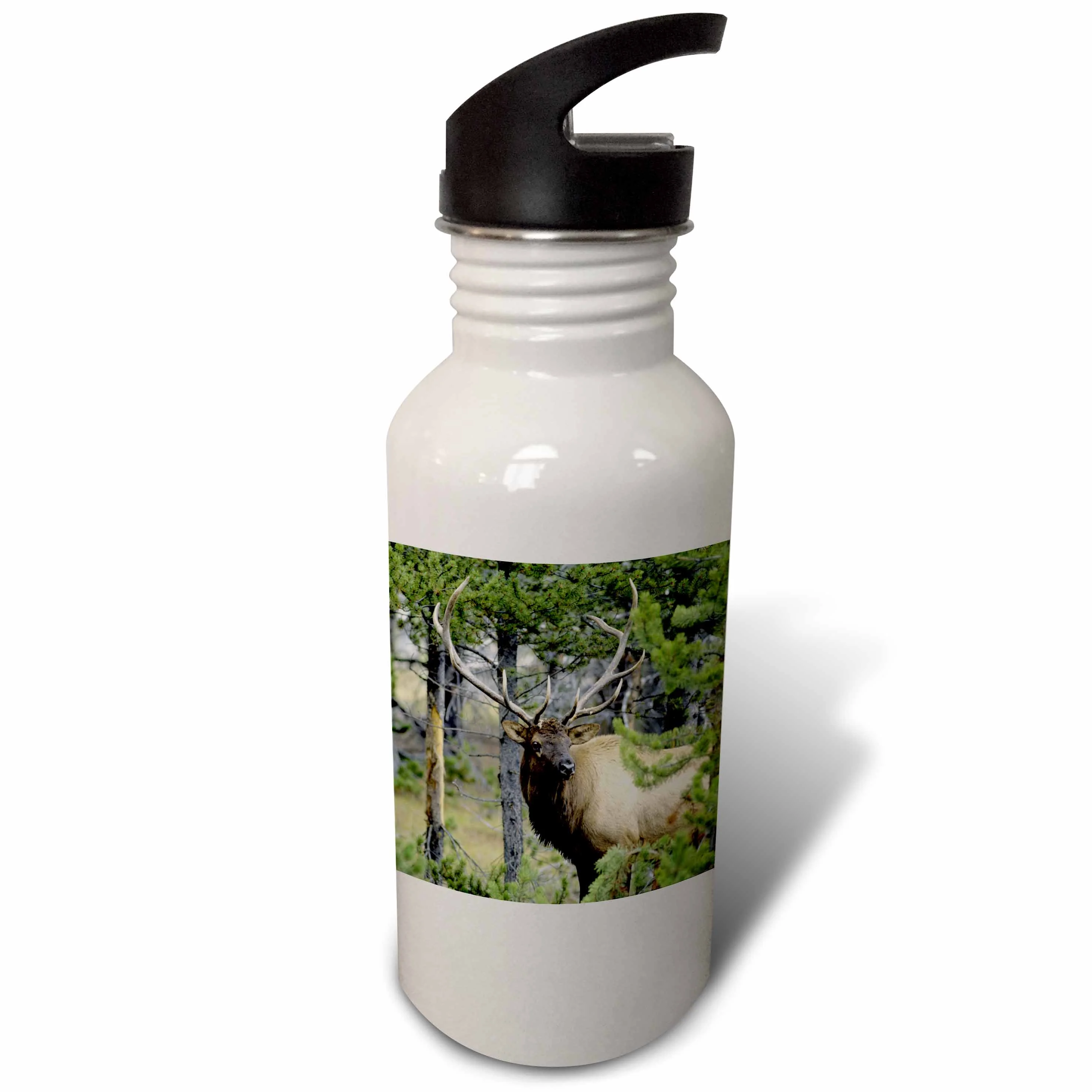 Bull elk in pines listening for danger, Yellowstone NP, Wyoming. 21 oz Sports Water Bottle wb-207462-1
