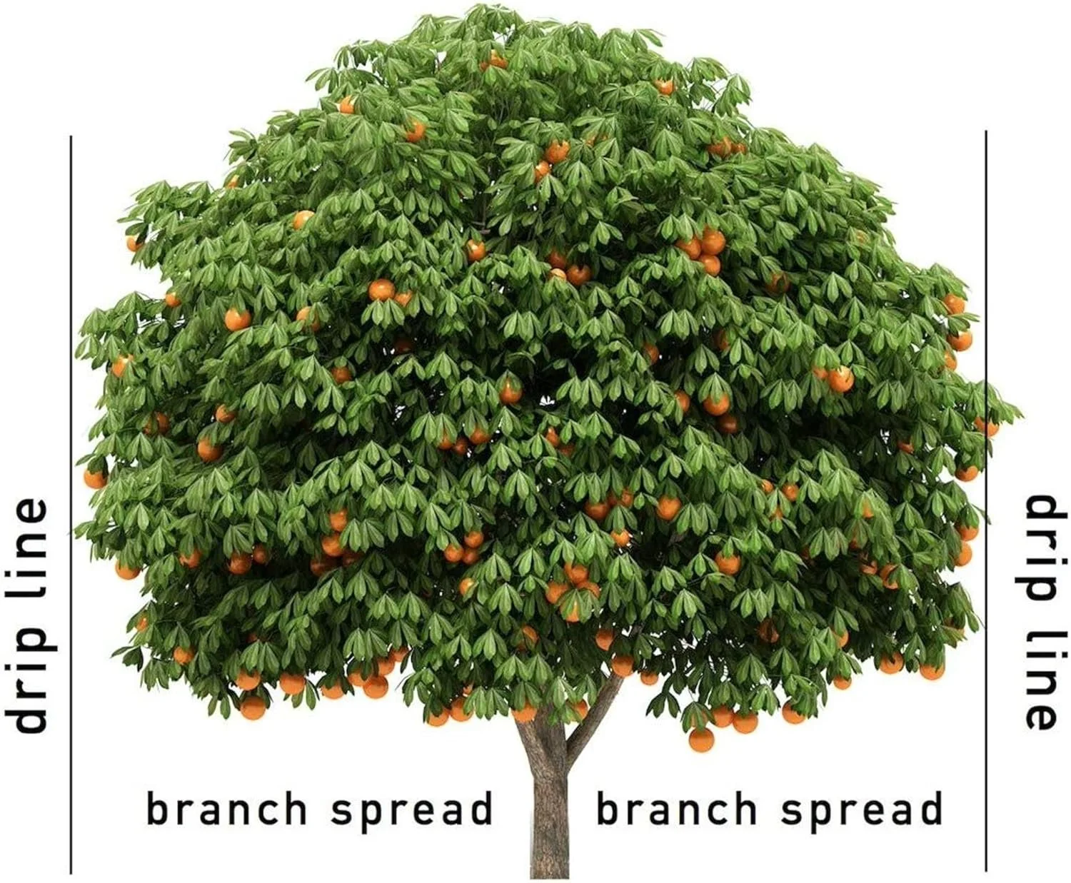 Jobe's 100046754 1612 Fertilizer Spike, 15, Brown3-Pack