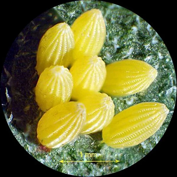 AmScope 3.5X-45X Table Pillar Stand Zoom Magnification Stereo Microscope New