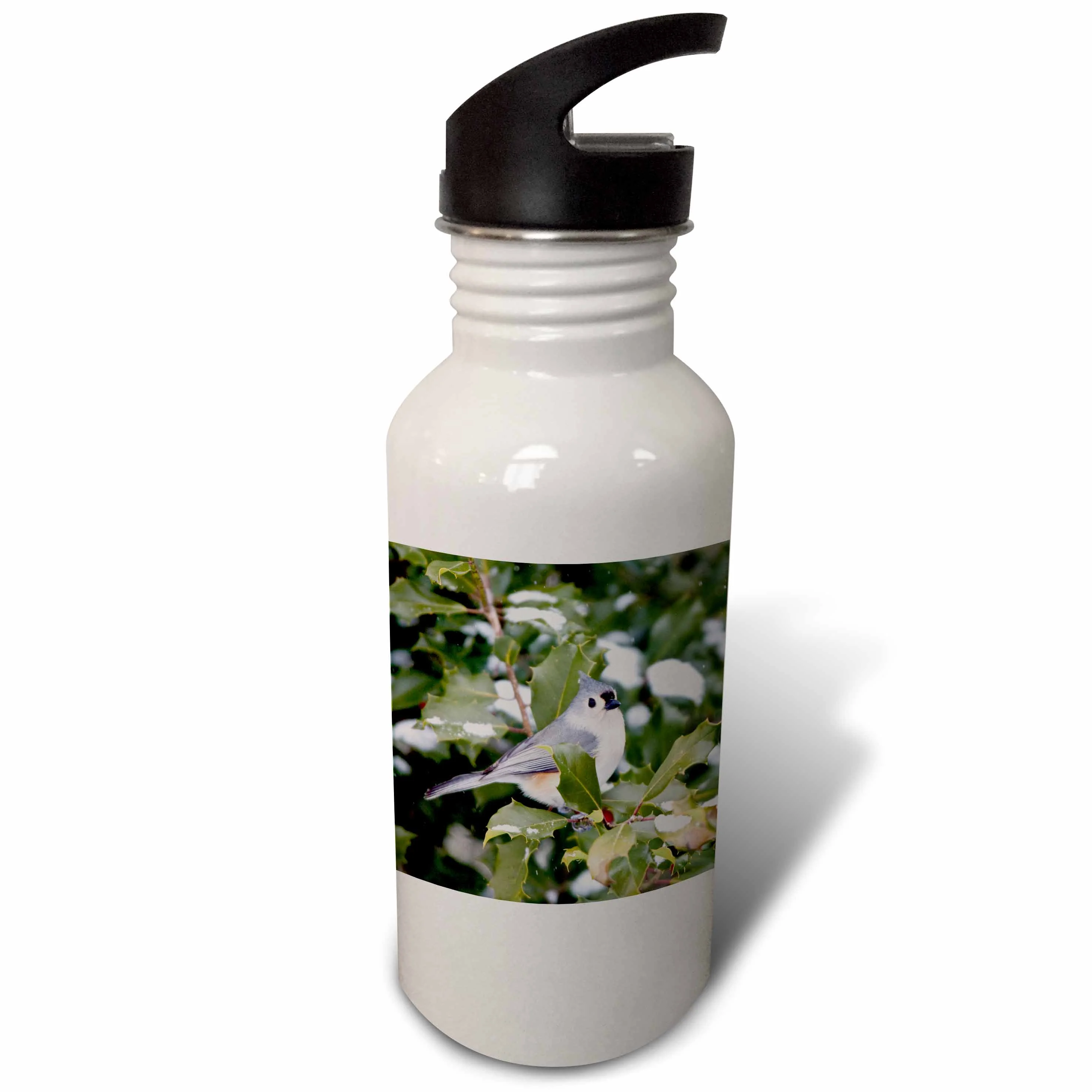 Tufted Titmouse in American Holly tree, winter, Marion, Illinois, USA 21 oz Sports Water Bottle wb-208671-1