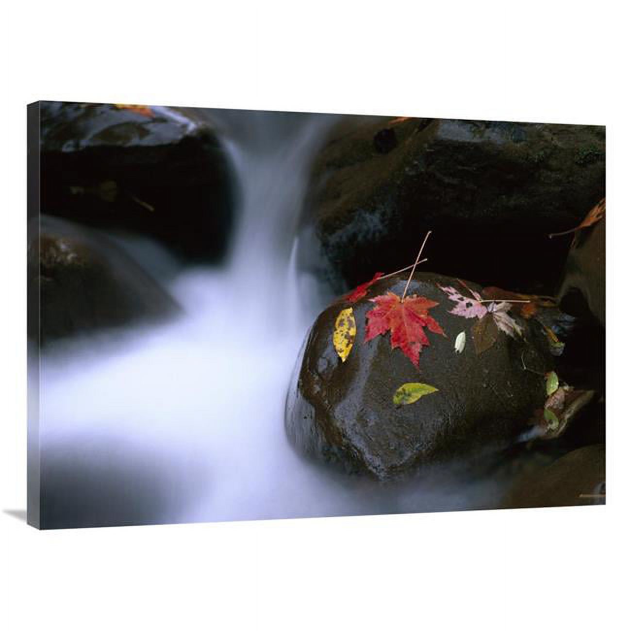 Global Gallery  Little Pigeon River & Fall Maple Leaves - Great Smoky Mountains National Park Art Print - Tim Fitzharris