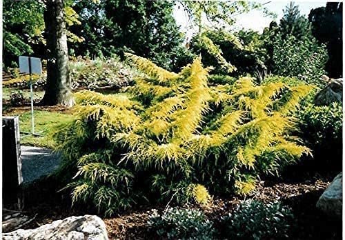 Juniper Gold Lace  15 Live 4 Inch Pots  Juniperus Chinensis  Drought Tolerant Cold Hardy Evergreen Groundcover Plants