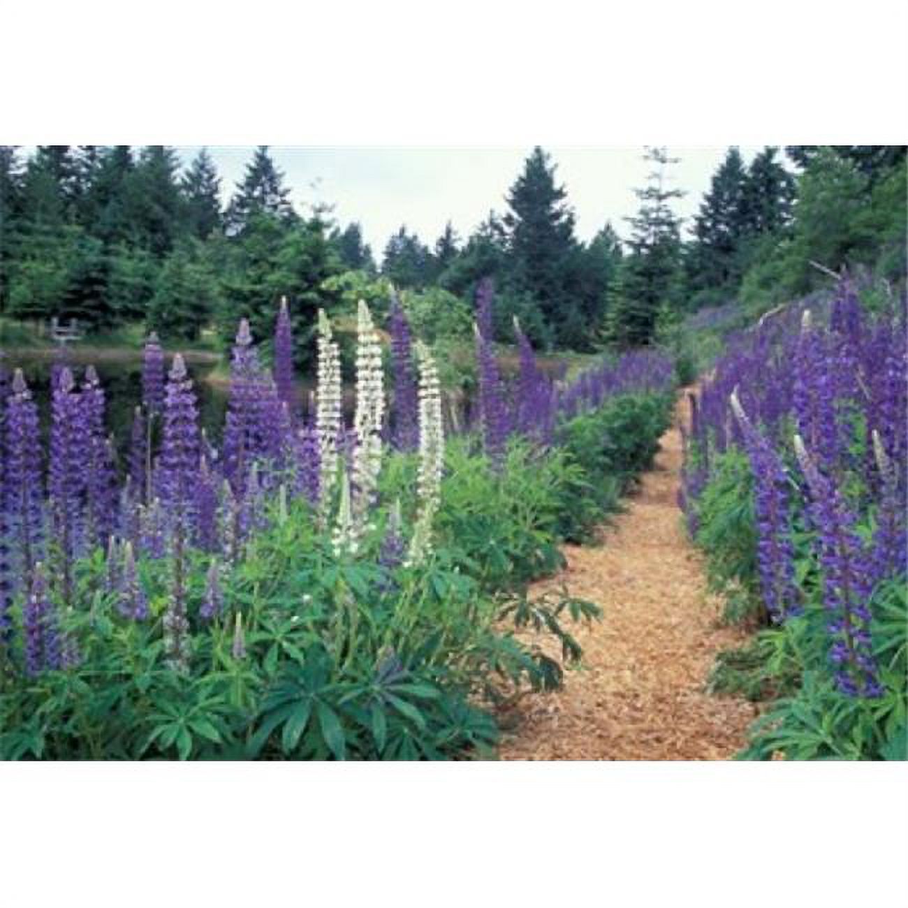 Lupines by a Pond Kitty Coleman Woodland Gardens Comox Valley Vancouver Island British Columbia Poster Print by Brent